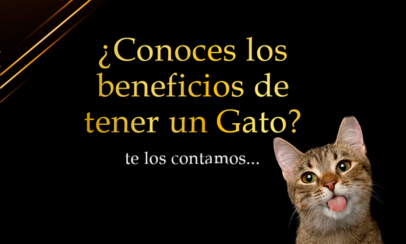 Beneficios de tener un Gato