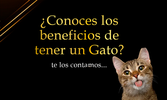 Beneficios de tener un Gato