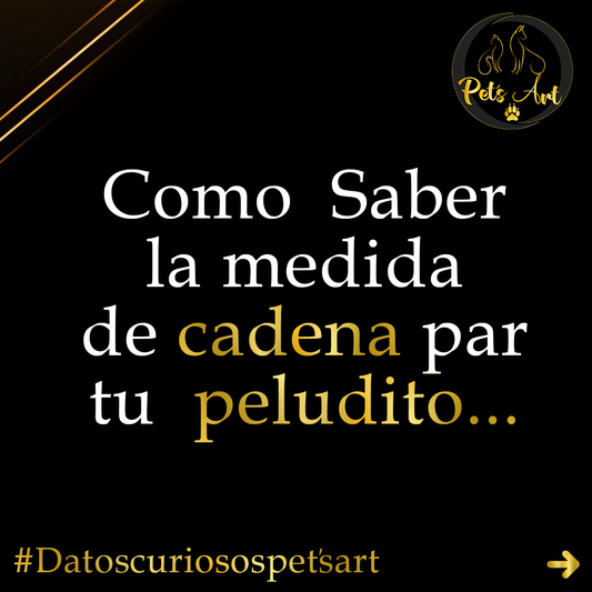 Como saber la Medida de cadena de tu Peludito
