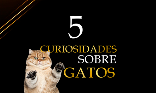 5 Curiosidades sobre Gatos