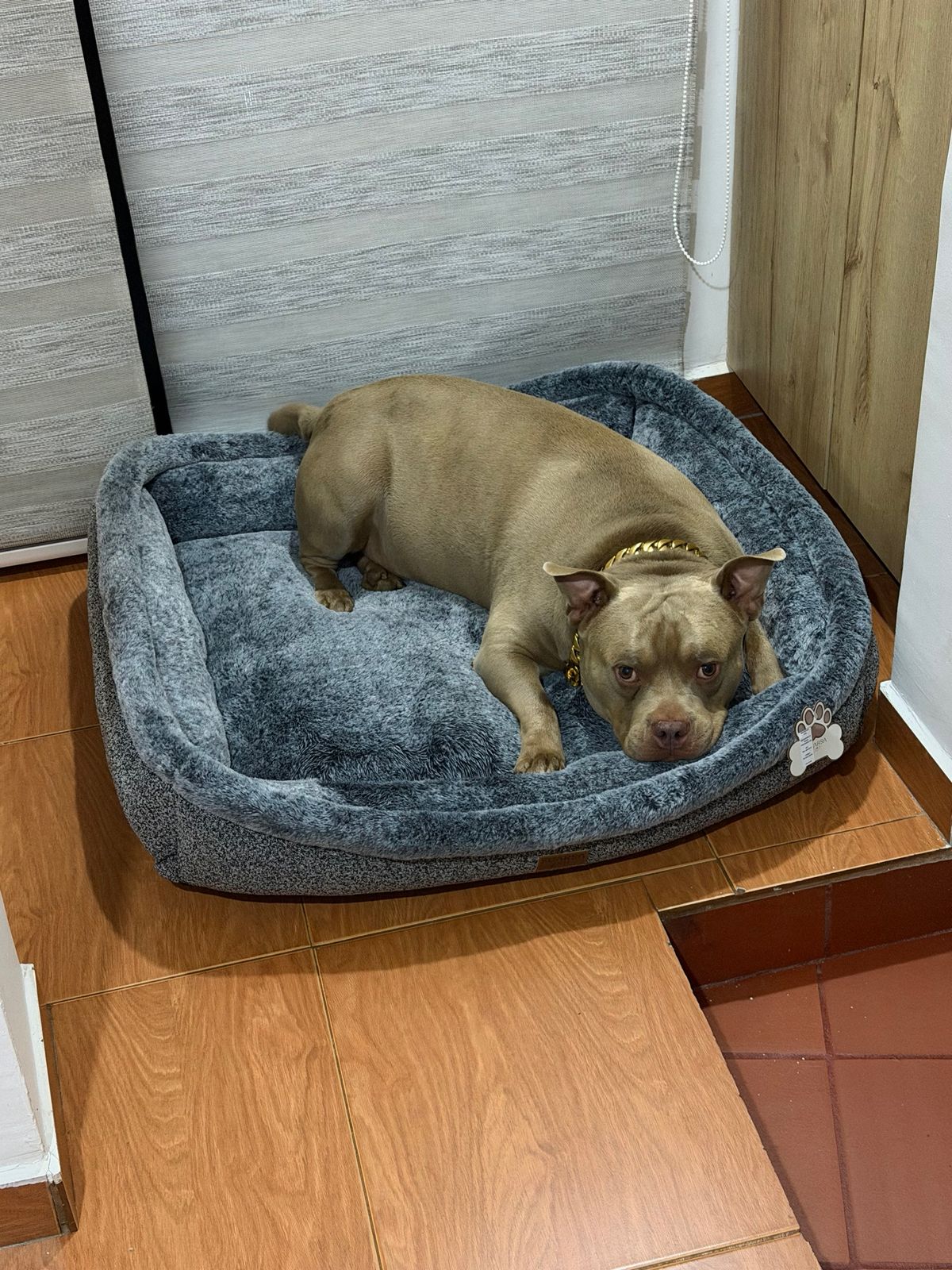 Cama Premium Extra Suave para Perros Medianos y Grandes | Cama Antiestrés de Lujo – Pets Art