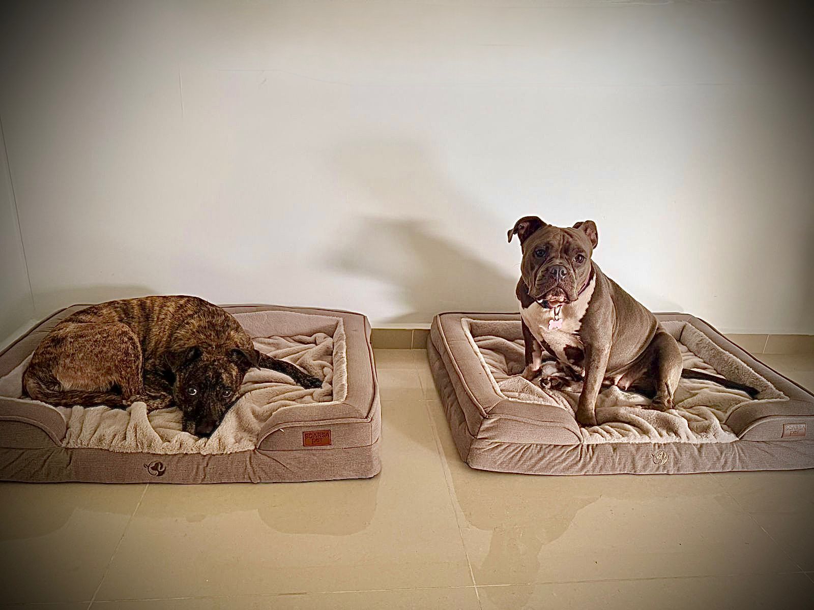 Cama Ortopédica Premium para Perros Medianos y Grandes | Cama Antiestrés con Cobija – Pets Art