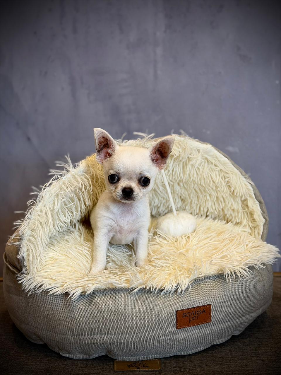 Cama Sofá Premium para Mascotas | Cama Peluche Suave y Elegante para Perros y Gatos – Pets Art