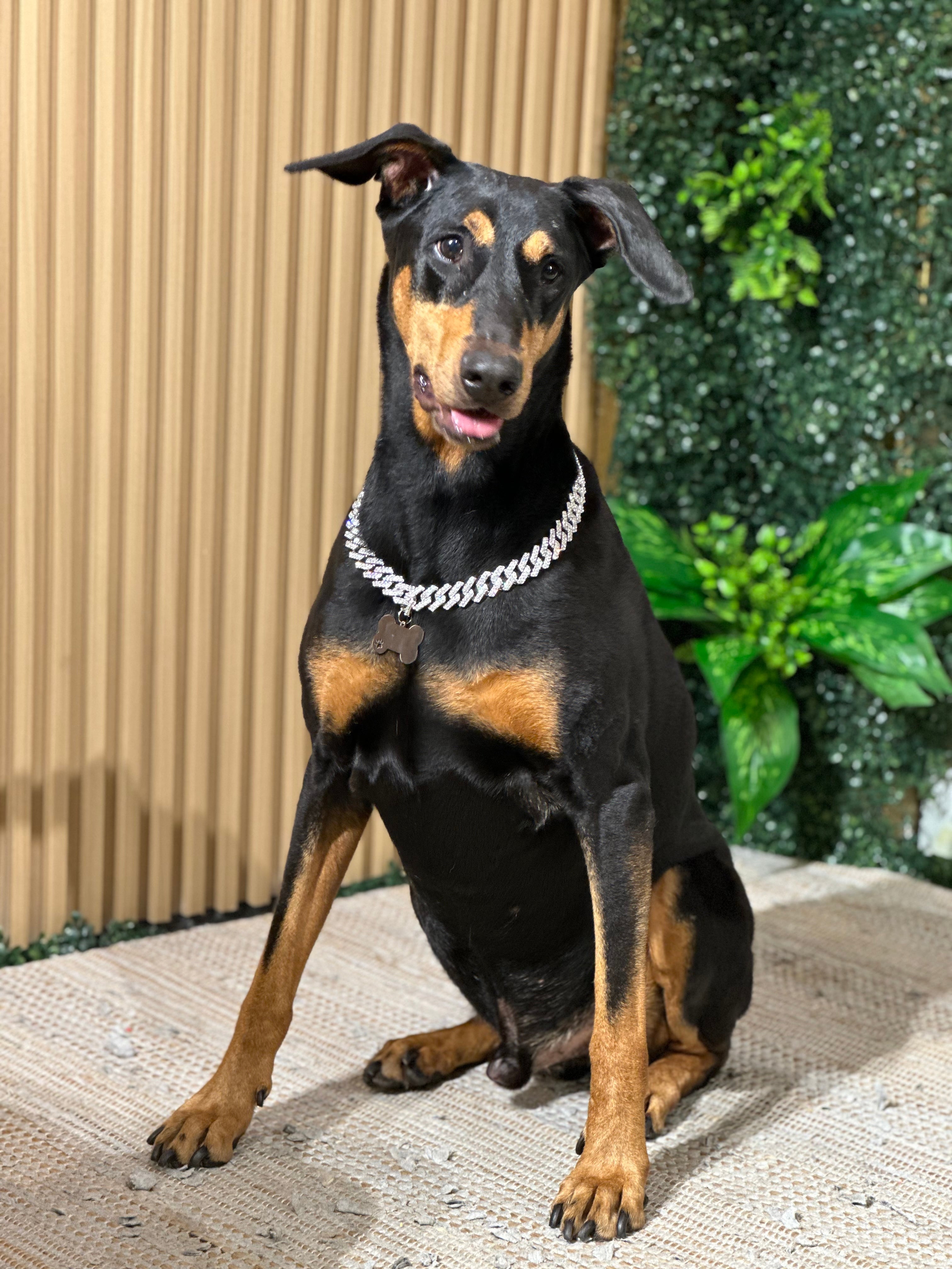 Cadena Acero Miami Plateada 20mm