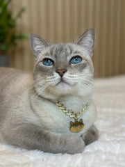 Cadena de Lujo para Gato
