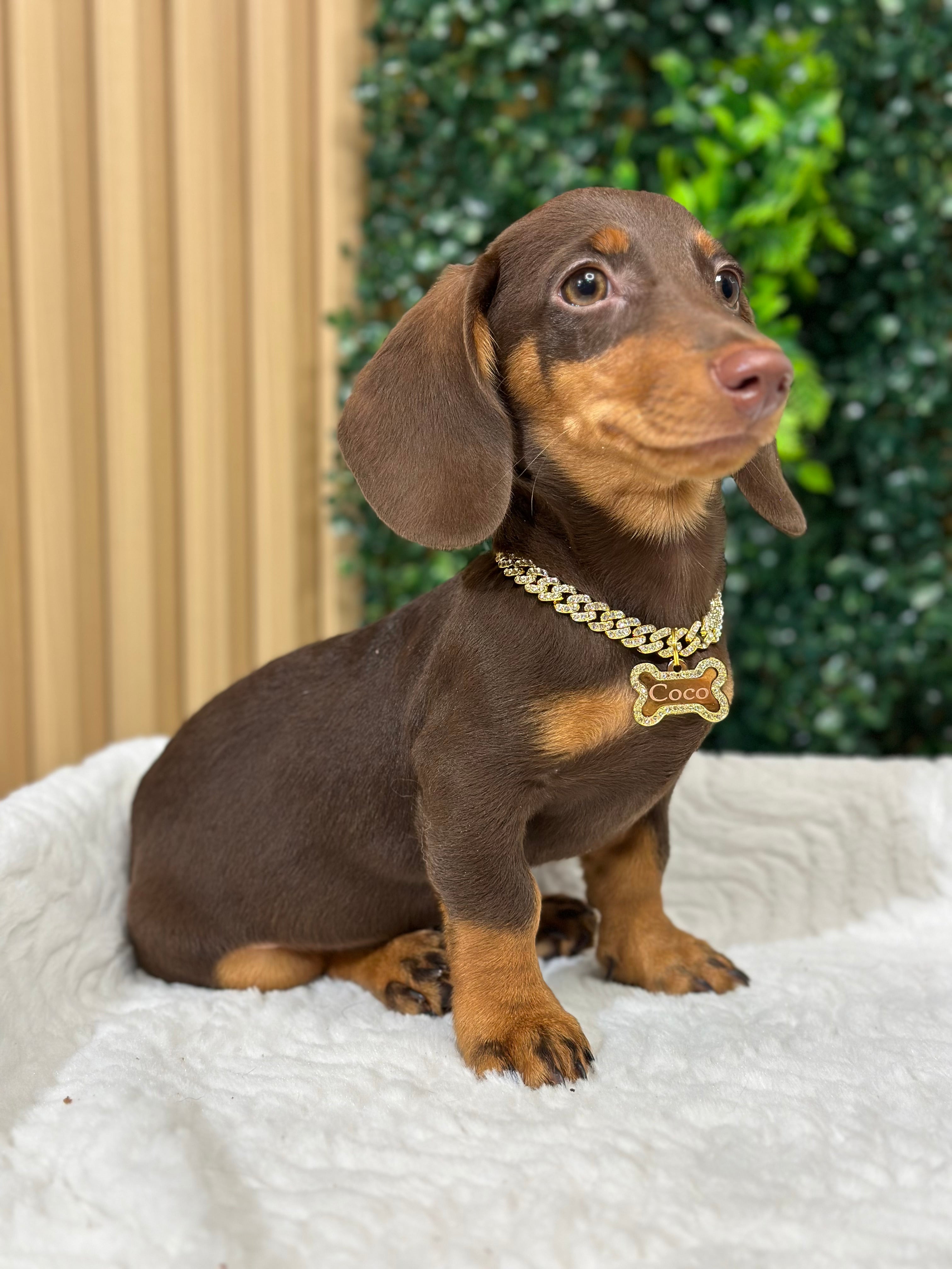 Cadena de Lujo Miami