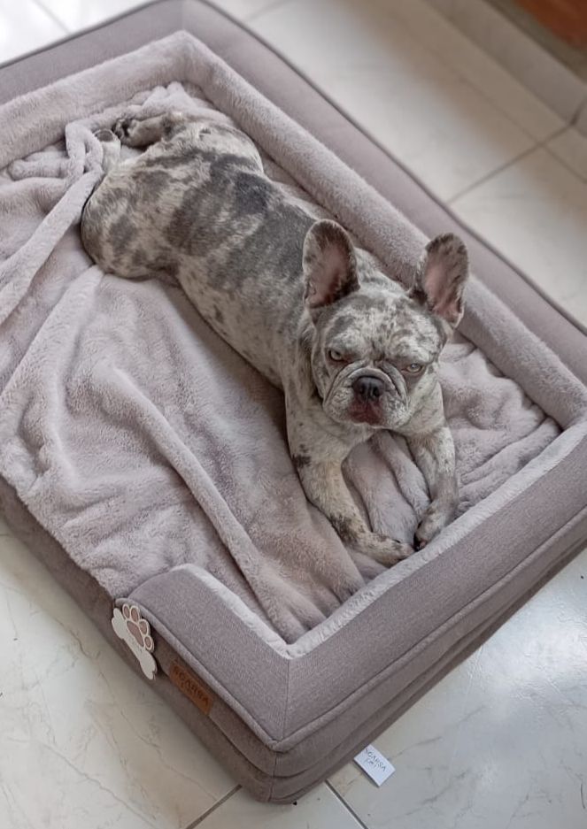 Cama Ortopédica Premium para Perros Medianos y Grandes | Cama Antiestrés con Cobija – Pets Art